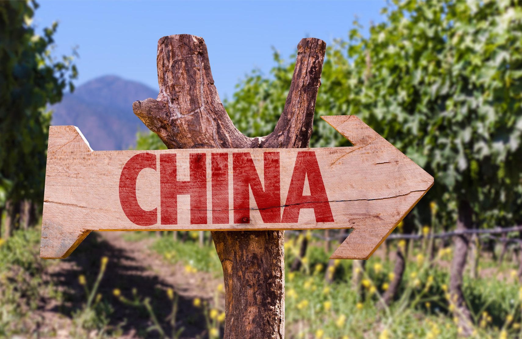 China wine market
